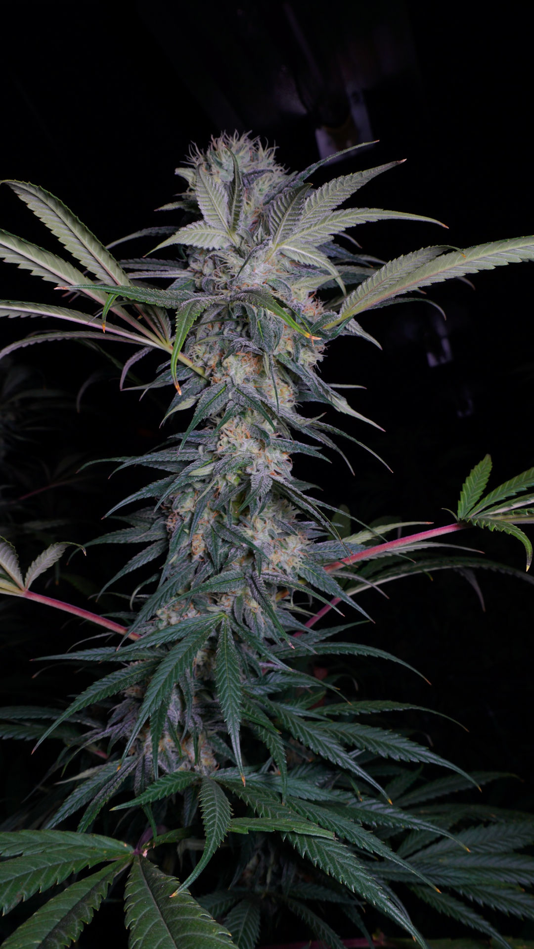 marijuana5.jpg